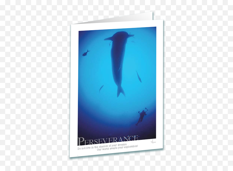 Whale Shark Greeting Card - Common Bottlenose Dolphin Png,Whale Shark Png