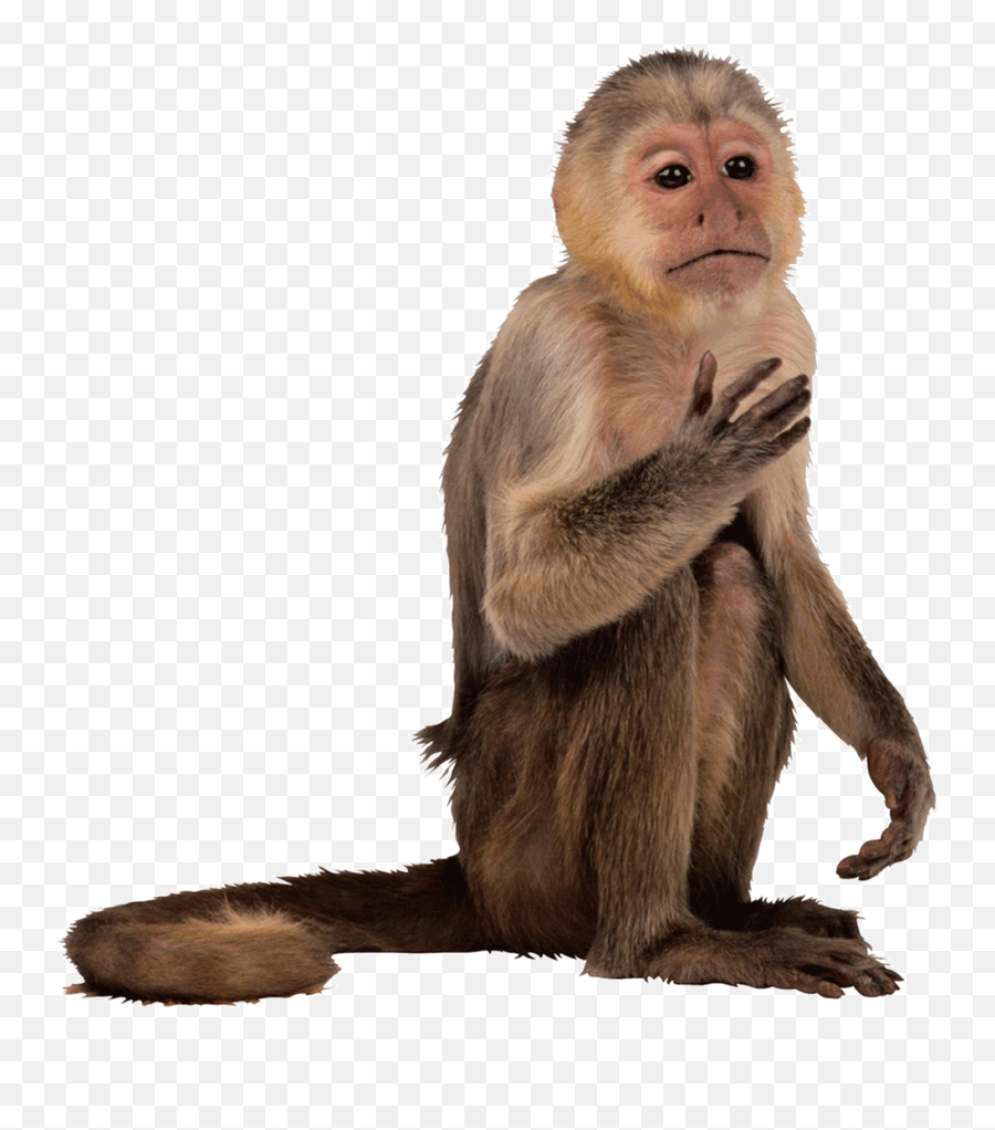 Monkey Face Png - Difference Between Old World And New World Monkeys,Monkey Transparent Background