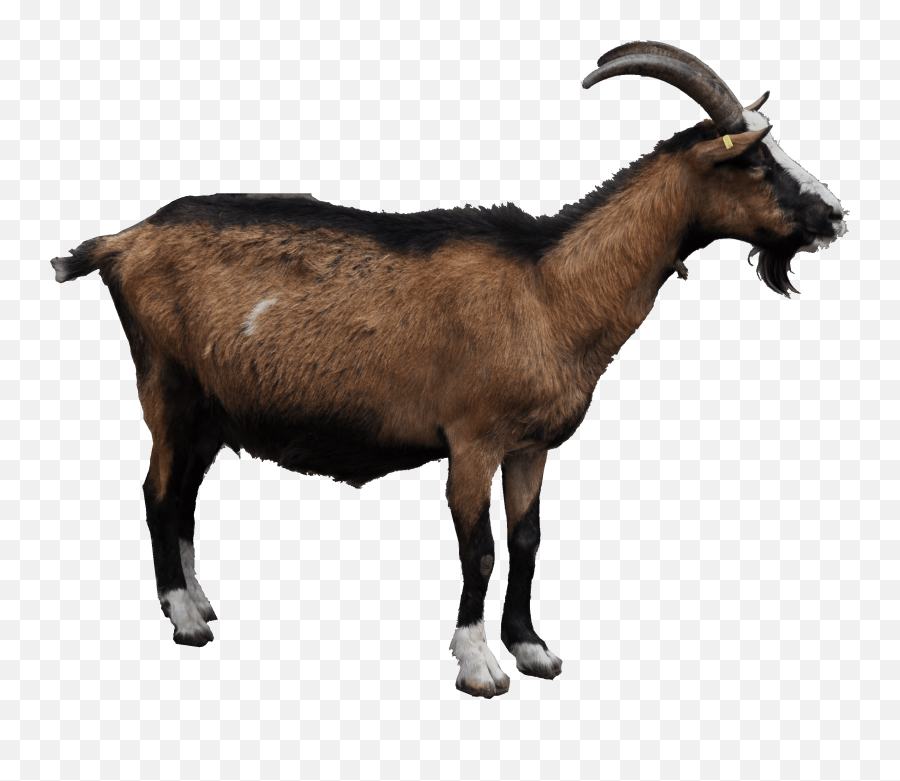 Goat - Goat Png,Goats Png