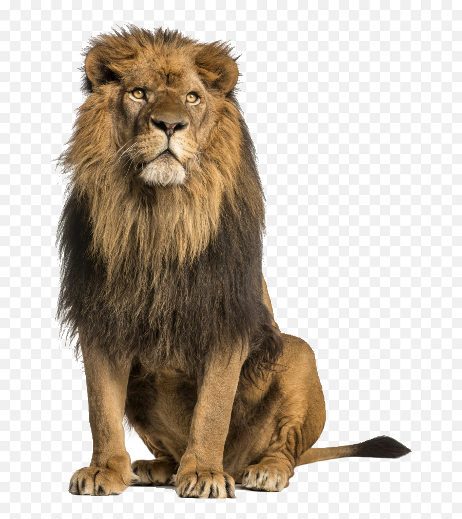 Download Hd Save Animals Oregon - Sitting Lions Lion Png,Lions Png