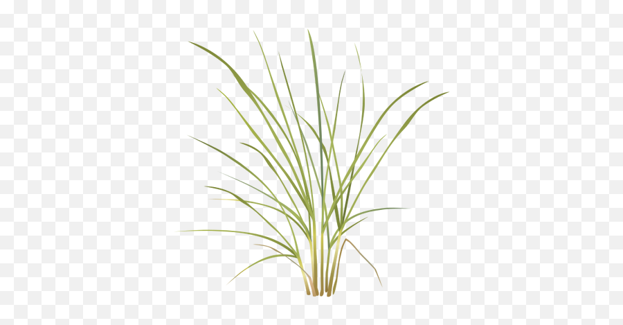 Grasses Drawing Pampas Grass - Sweet Grass Png,Grasses Png