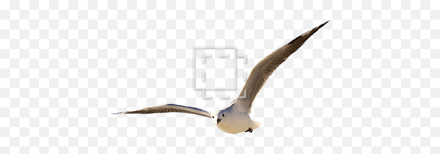 Majestic Seagull - Laughing Gull Png,Seagull Png