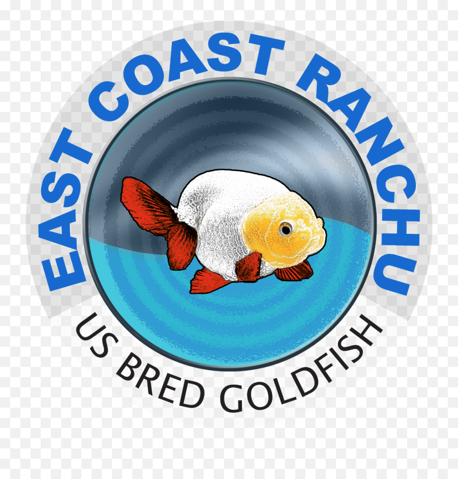 Goldfish For Sale United States East Coast Ranchu - Ranchu Png,Goldfish Icon