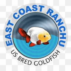 Goldfish For Sale United States East Coast Ranchu - Ranchu Png,Goldfish Icon