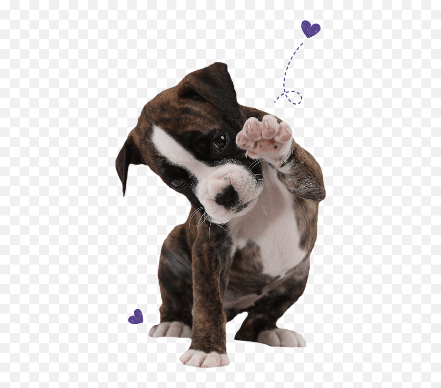 Boxer Dog Essentials For Your - Food Treats Groom Png,Boxer Dog Icon