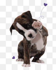 Boxer Dog Essentials For Your - Food Treats Groom png