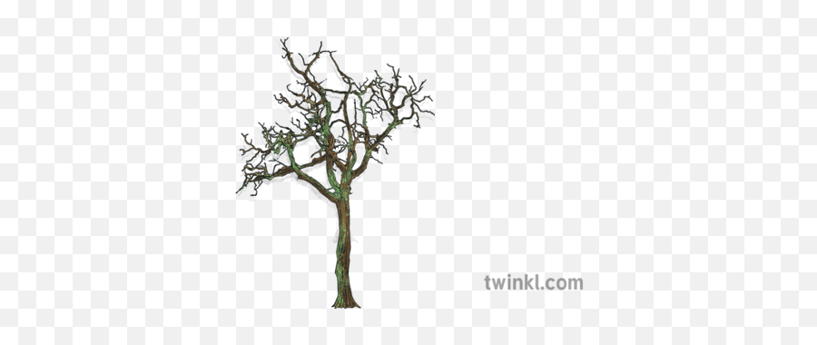 Tall Bare Tree Foliage Winter Mps Ks2 Illustration - Twinkl Pond Pine Png,Tall Tree Png