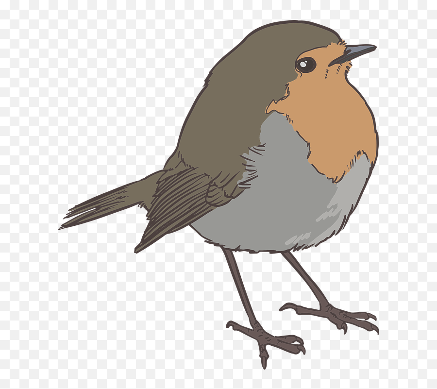 Robin Bird Png Black And White - Robin Bird Silhouette,Sparrow Png