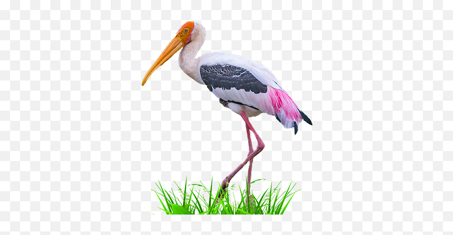Full Size Png Image - Painted Stork Png,Stork Png