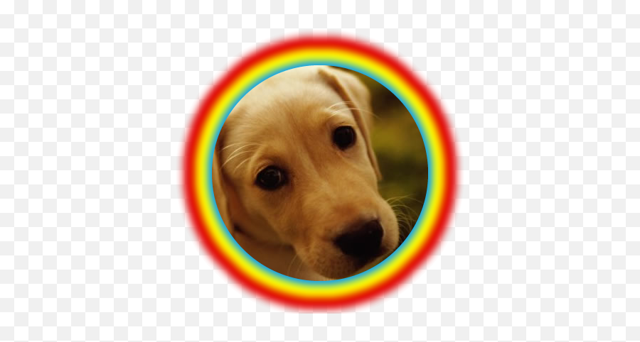 Masking - Period 3 Cute Yellow Lab Puppies Png,Yellow Glow Png