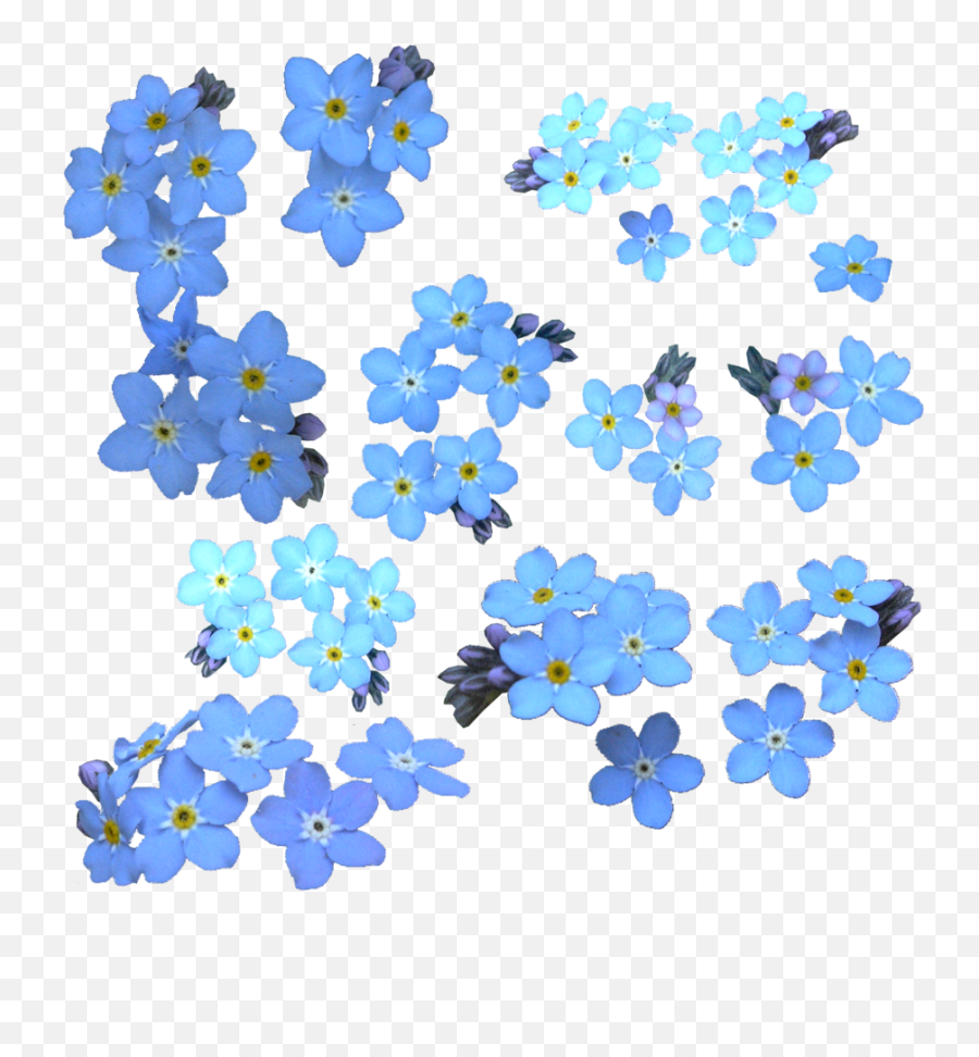 Незабудка цифрами. Мелкие синие цветы. Мелкие цветочки. Мелкие цветы на прозрачном фоне. Стикер цветочек.