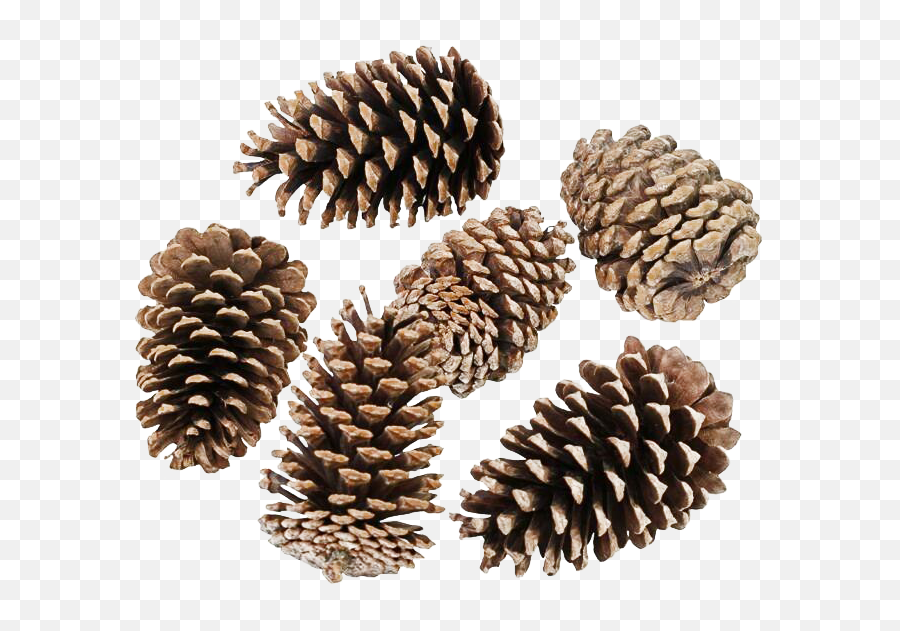 Pinecone Png Transparent Hd Photo - Conifer Cone,Pine Cone Png