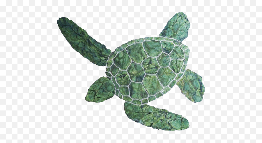 Download Hawaiian Green Turtle - Green Turtle Png Png Image Ridley Sea Turtle,Turtle Transparent Background