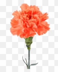 Transparent Background Carnation Png - Carnation Transparent Background,Carnation Png