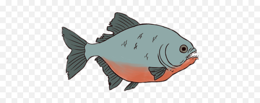 Piranha Drawing Transparent Png - Drawing Of A Piranha,Piranha Png