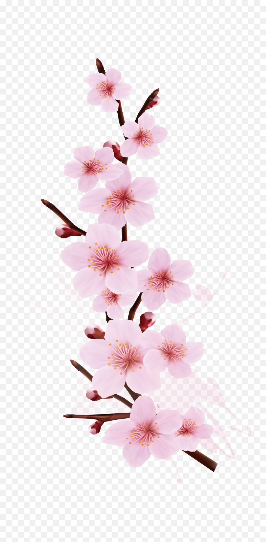 Download Cherry Blossom Branch Png - Transparent Cherry Blossom Design,Cherry Blossom Branch Png
