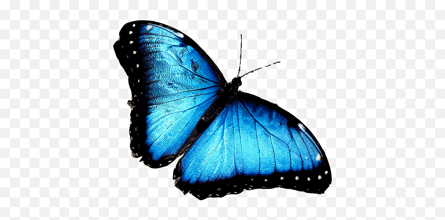 Blue Morpho African Butterfly - Animals Have Hydrostatic Skeletons Png,Blue Butterflies Png