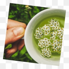 Nordic Herbs Finland - Jasmine Png,Herbs Png