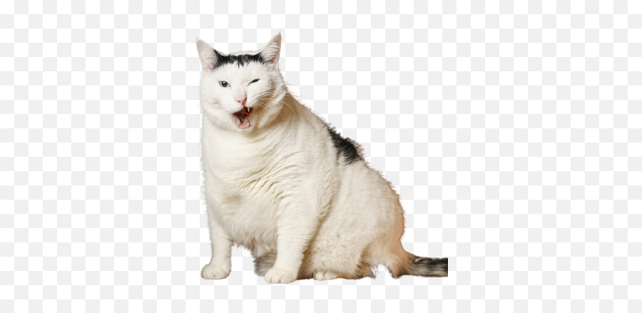 Melbourne Fat Cat Bender The Chonky A Social Media Star In - Domestic Cat Png,Fat Cat Icon