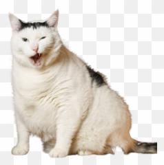 Melbourne Fat Cat Bender The Chonky Social Media Star In - Domestic Cat png