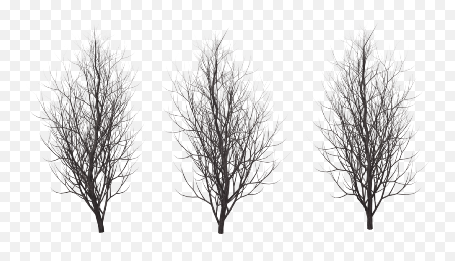 Transparent Png Clipart Free Download - Red Pine,Snow Trees Png