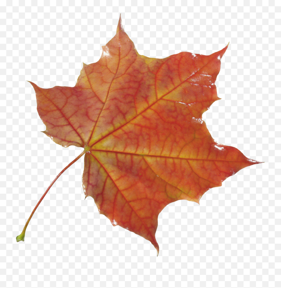 Png Images Free Yellow Leaves Autumn