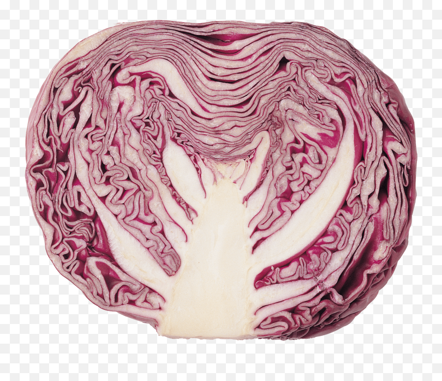 Cabbage Clipart Transparent Background - Cabbage Red Png,Cabbage Transparent