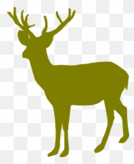 Deer Buck Male - Deer Green Png,Buck Png