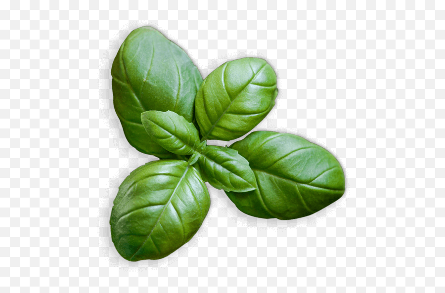 Basil 30g Pack - Round Leaf Basil Png,Basil Png