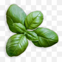Basil 30g Pack - Round Leaf Basil Png,Basil Png