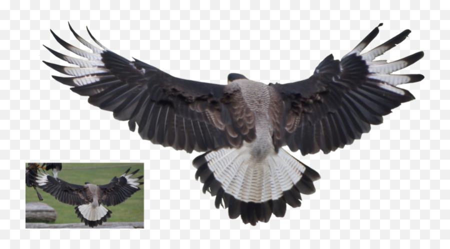 Vulture Png - Vulture,Vulture Png
