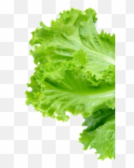 Salmon Footer Lettuce Bottom - Transparent Sliced png