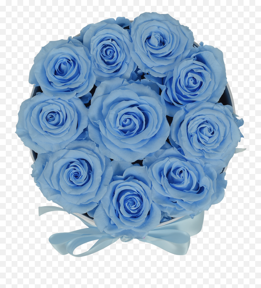 Original Baby Blue Roses - Blue Rose Png,Blue Rose Png