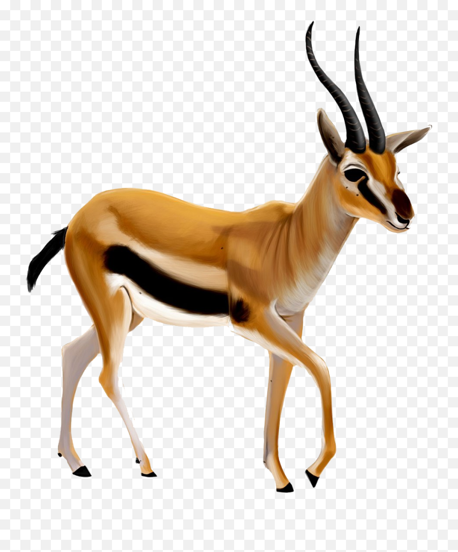 Antelope Png Hd - Antelope Png,Impala Png
