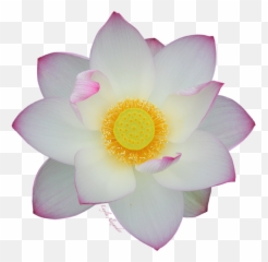 Transparent Background Tote Bag - Sacred Lotus png