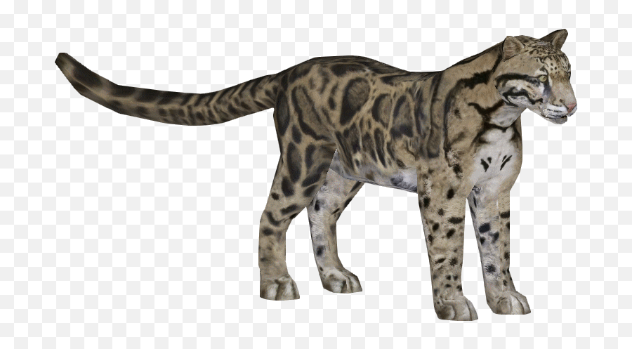 Download Leopard Clouded - Download Clouded Leopard Zoo Clouded Leopard Png,Leopard Png