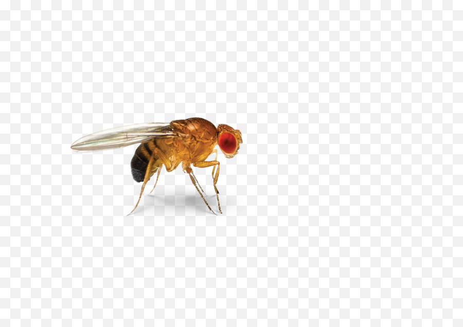 Ontogenie Drosophila Fruit Fly - Fruit Fly Transparent Background Png,Fly Png