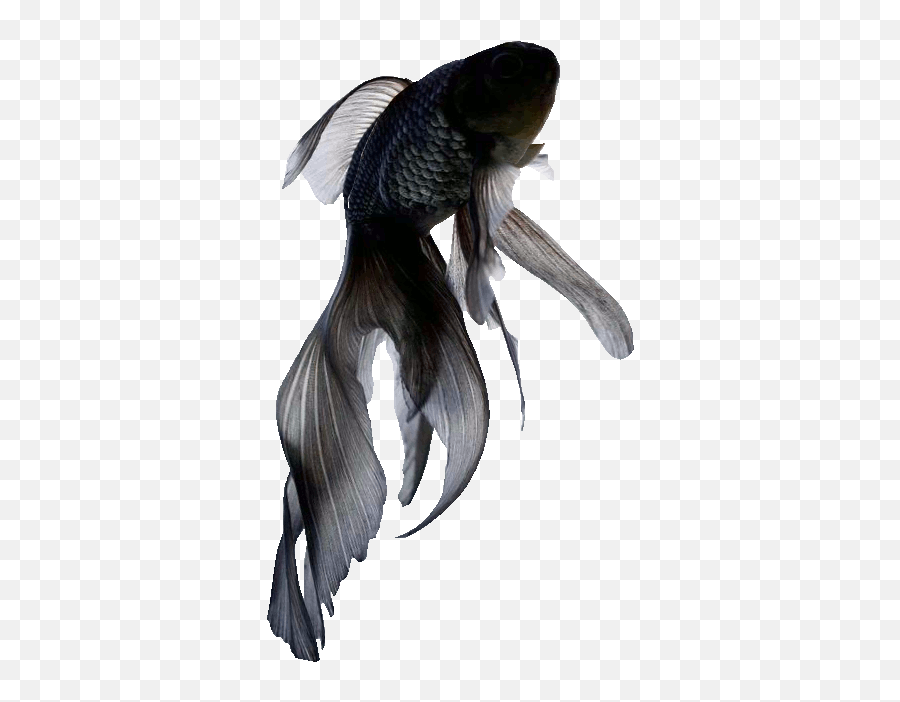 Transparent Gif Sticker - Find U0026 Share On Giphy Black Black Fish Png,Water Gif Transparent