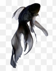 Transparent Gif Sticker - Find u0026 Share on GIPHY Black Fish png