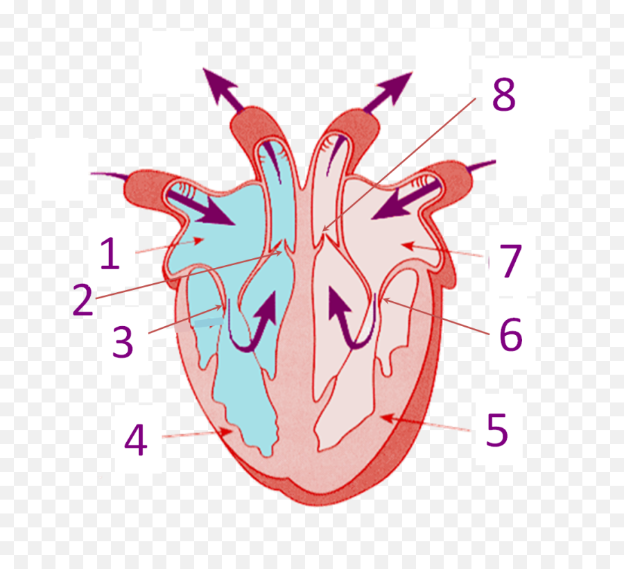 Parts Of The Heart - Proprofs Quiz Structure Of Heart Without Labelling Png,Human Heart Png