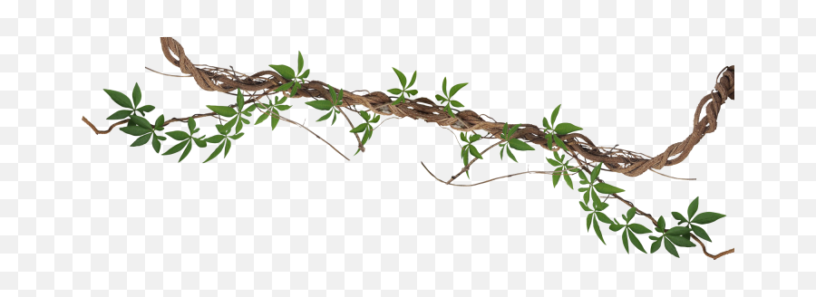 Download Branch - 768x262 Hedge Bindweed Full Size Png Bindweed Png,Hedge Png