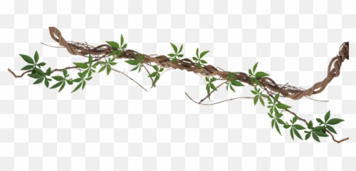 Download Branch - 768x262 Hedge Bindweed Full Size Png Bindweed Png,Hedge Png