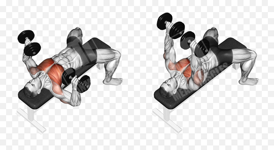 Download Flat Dumbbell Bench Press Png Image With No - Dumbbell Bench Press,Dumbbell Transparent Background