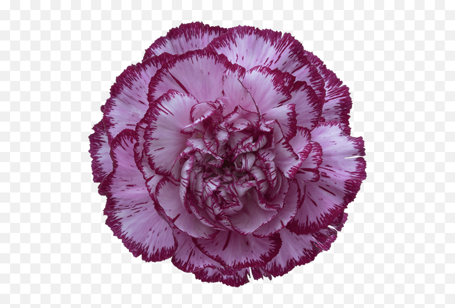 Bacarat Purple Carnation Transparent - Carnation Flowerpng Png,Carnation Png