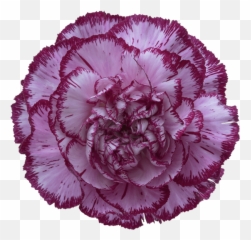 Bacarat Purple Carnation Transparent - Carnation Flowerpng Png,Carnation Png