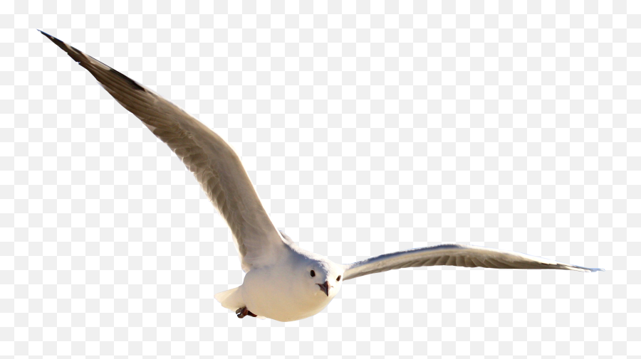 Gull Bird Png Image Fly Transparent Background