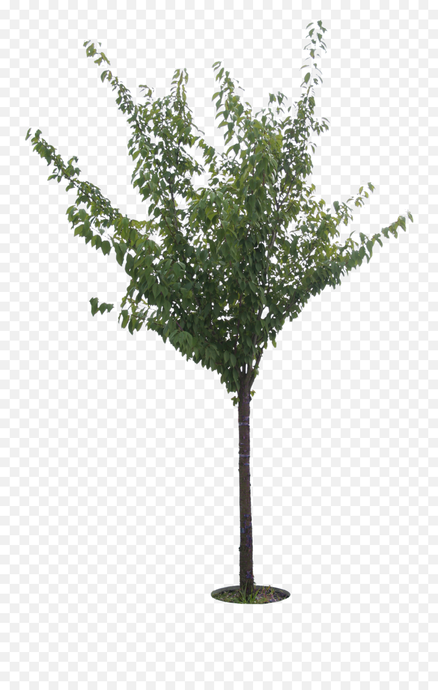 Cherry Tree Png - Olive Tree Cut Out,Cherry Tree Png