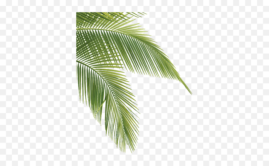 Tropical Transparent Pine Leaves - Palm Tree Leaves Transparent Png,Palm Tree Leaves Png