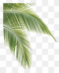 Tropical Transparent Pine Leaves - Palm Tree png