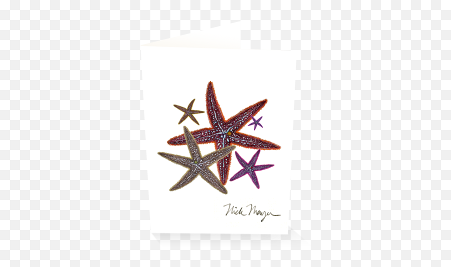 Starfish Ii - Starfish Png,Starfish Transparent